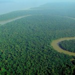 Regenwald im Amazonasgebiet Wikipedia / User lubasi