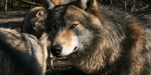 How Wolves Change Rivers – wie Wölfe das Ökosystem des Yellowstone Nationalpark regenerierten