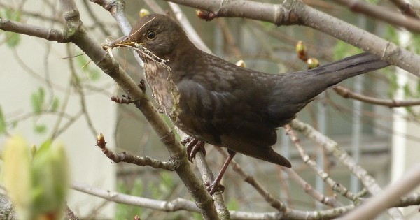 Moment: Amsel beim Nestbau