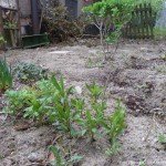 garten 140413 (1) 850