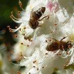 zwei bienen kastanie 850