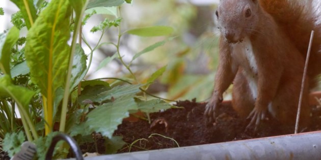 Fotos / Video: Eichhörnchen im Balkonkasten