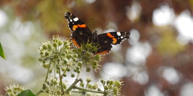 Galerie: Insekten in der Efeublüte