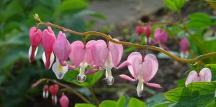 Botanischer Volkspark Blankenfelde-Pankow und Gartenkolonie Rosenthal