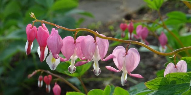 Botanischer Volkspark Blankenfelde-Pankow und Gartenkolonie Rosenthal